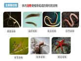 【人教版】七上生物  2.2.2 脊椎动物（一）鱼（课件+练习）