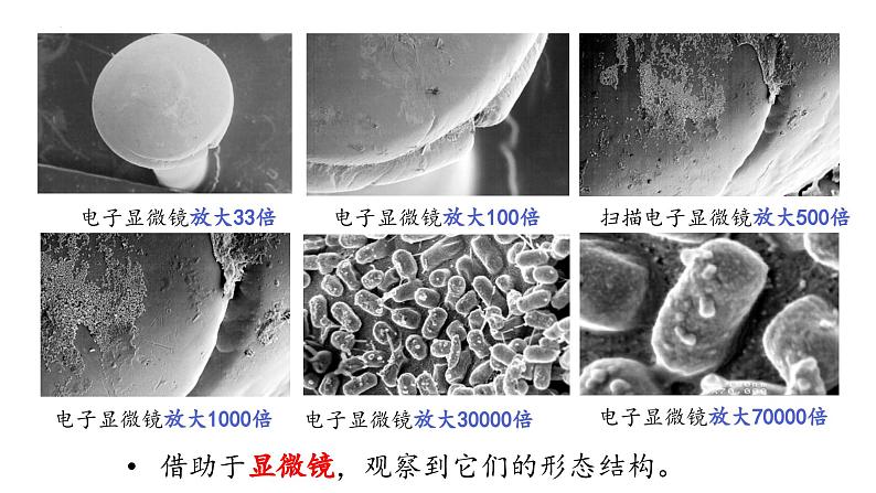 2.3.1+微生物的分布第7页