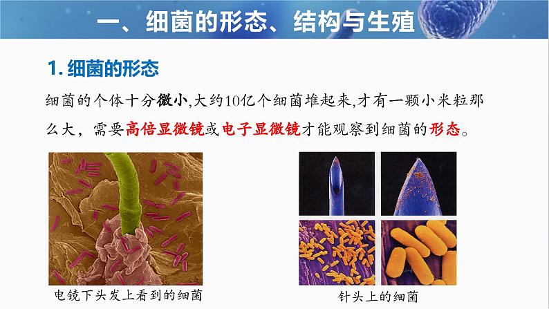 2.3.2+细菌第6页