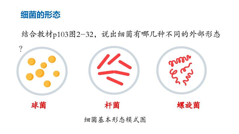 2.3.2+细菌第7页