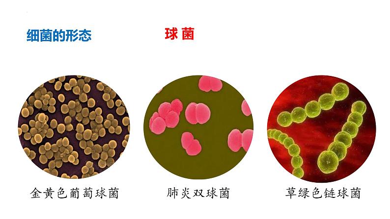 2.3.2+细菌第8页