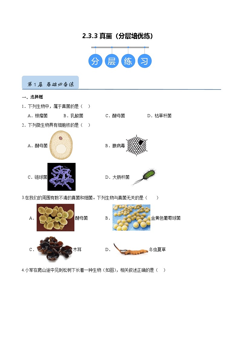 2.3.3 真菌（分层培优练）（原卷版）第1页