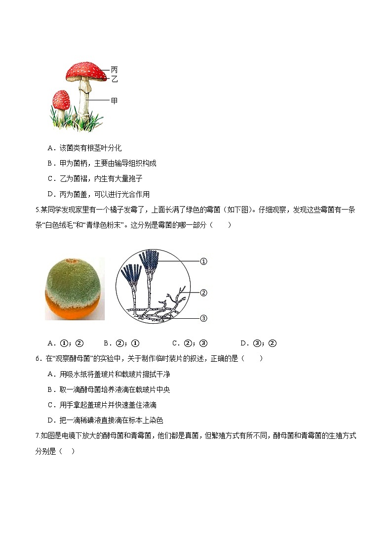 2.3.3 真菌（分层培优练）（原卷版）第2页