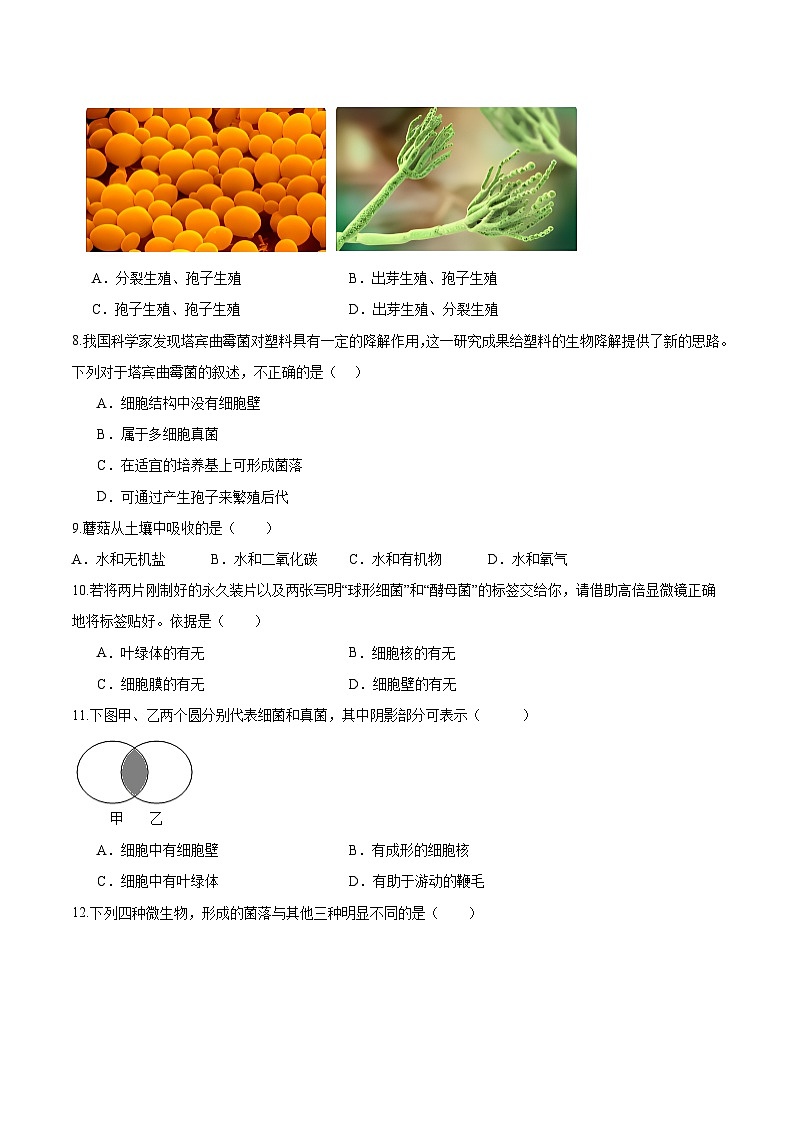 2.3.3 真菌（分层培优练）（原卷版）第3页