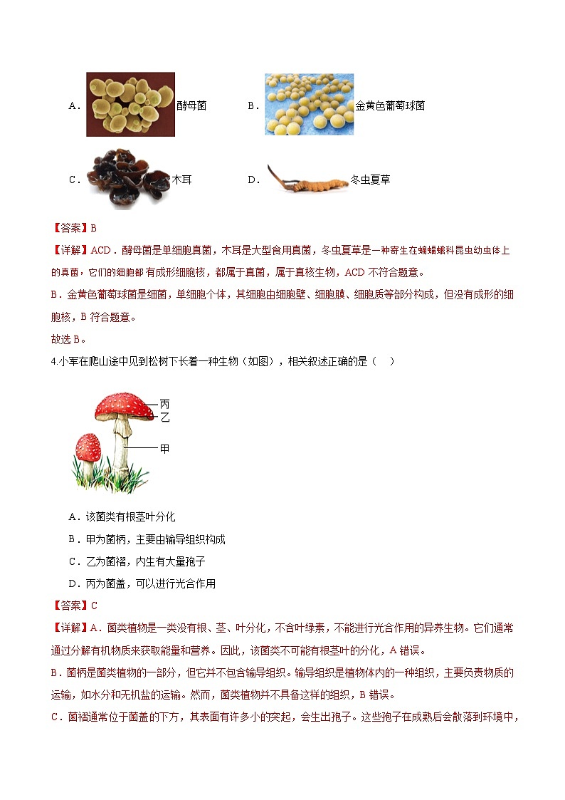 2.3.3 真菌（分层培优练）（解析版）第2页