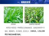 【人教版】七上生物  2.3.4 病毒（课件+练习）