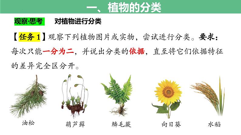 2.4.1+尝试对生物进行分类第6页