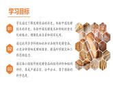 【人教版】七上生物  综合实践项目 利用细菌或真菌制作发酵食品（课件+练习）