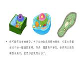【人教版】七上生物  综合实践项目 制作细胞模型（课件+练习）