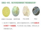【人教版】七上生物  综合实践项目 制作细胞模型（课件+练习）