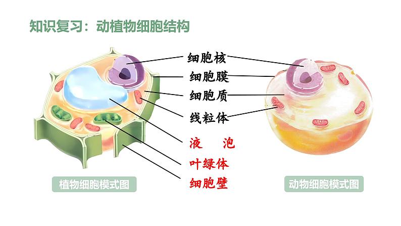 综合实践项目 制作细胞模型 第6页