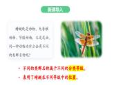 【人教版】七上生物  2.4.2 從種到界（課件+練習）