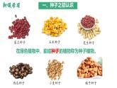 【人教版】七上生物  2.1.2 种子植物（课件+练习）