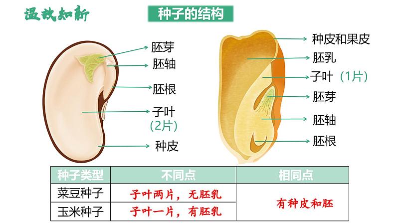 2.1.2 种子植物（第2课时） 第3页