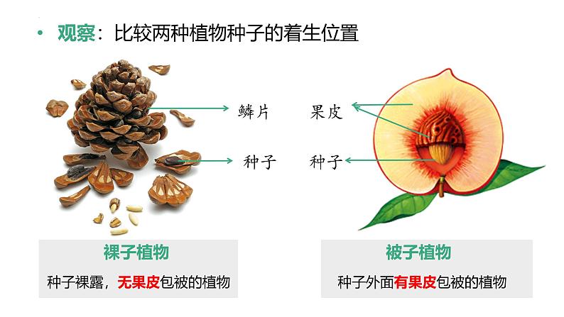 2.1.2 种子植物（第2课时） 第6页