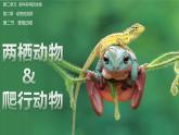 【人教版】七上生物  2.2.2 脊椎动物（二）两栖动物和爬行动物（课件+练习）