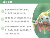 【人教版】七上生物  2.2.2 脊椎动物（二）两栖动物和爬行动物（课件+练习）