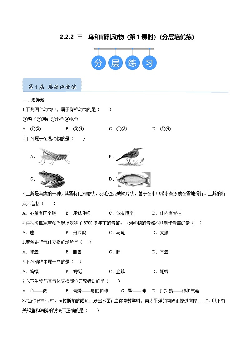 2.2.2 脊椎动物（三）鸟和哺乳动物（第1课时）（分层培优练）（原卷版）第1页