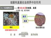 人教版生物八年级上册5.3《细菌和真菌在自然界中的作用》课件