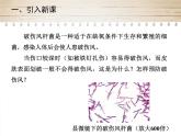 人教版生物八年级上册5.4.2《细菌》（课件）