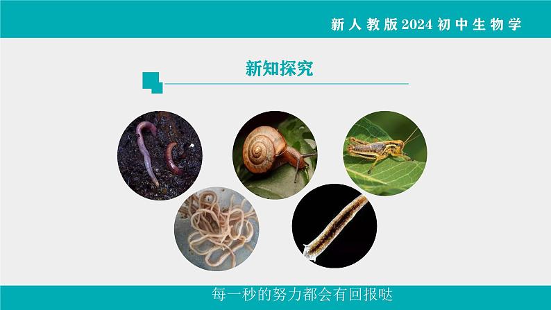 人教版生物七年级上册2.2.1《无脊椎动物》教学课件第4页