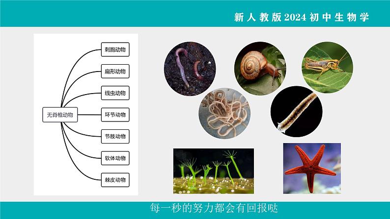 人教版生物七年级上册2.2.1《无脊椎动物》教学课件第7页