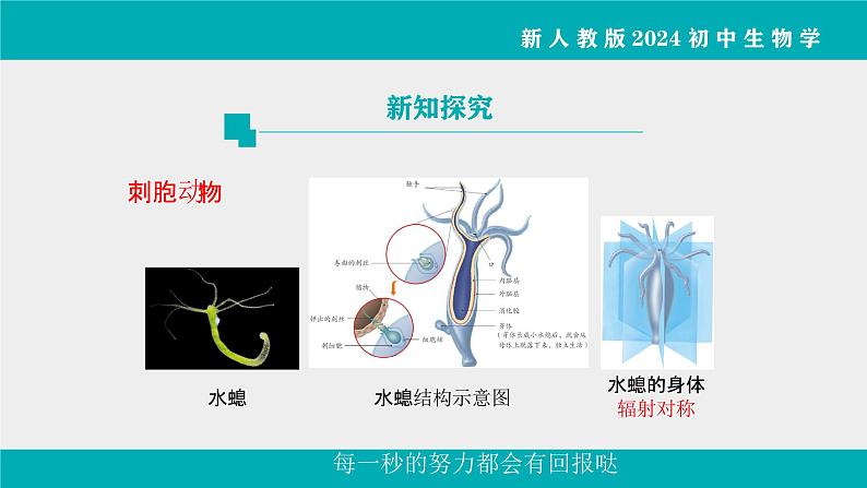 人教版生物七年级上册2.2.1《无脊椎动物》教学课件第8页