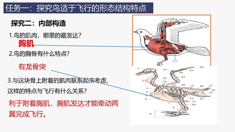 人教版生物七年级上册2.2.2《脊椎动物（三）鸟和哺乳动物》教学课件第7页