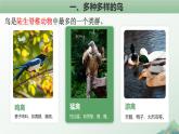 人教版生物七年级上册2.2.2《鸟和哺乳动物》课件