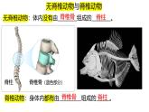 人教版生物七年级上册2.2.2《脊椎动物-鱼》（课件）