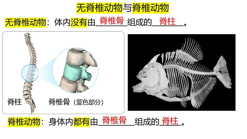 人教版生物七年级上册2.2.2《脊椎动物-鱼》第3页