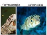 人教版生物七年级上册2.2.2《脊椎动物-鱼》（课件）