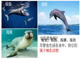 人教版生物七年级上册2.2.2《脊椎动物-鱼》（课件）