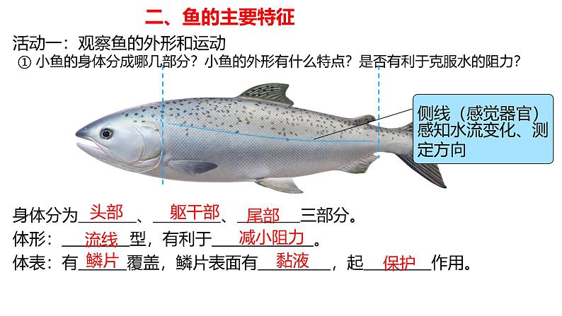 人教版生物七年级上册2.2.2《脊椎动物-鱼》第8页