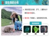 人教版生物七年级上册2.3.1《微生物的分布》课件