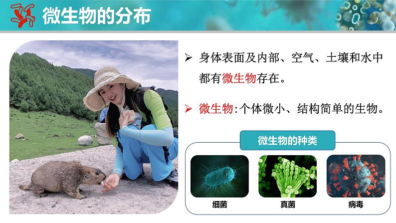 人教版生物七年级上册2.3.1《微生物的分布》课件第3页