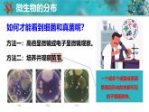 人教版生物七年级上册2.3.1《微生物的分布》课件