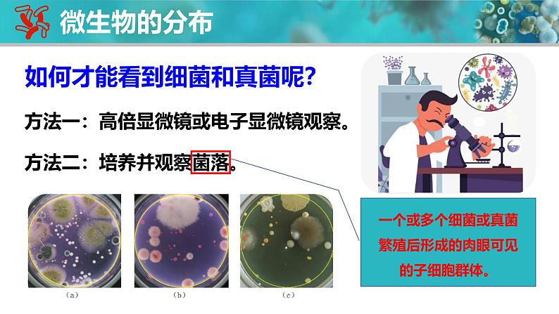 人教版生物七年级上册2.3.1《微生物的分布》课件第4页