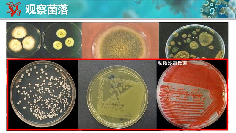 人教版生物七年级上册2.3.1《微生物的分布》课件第6页