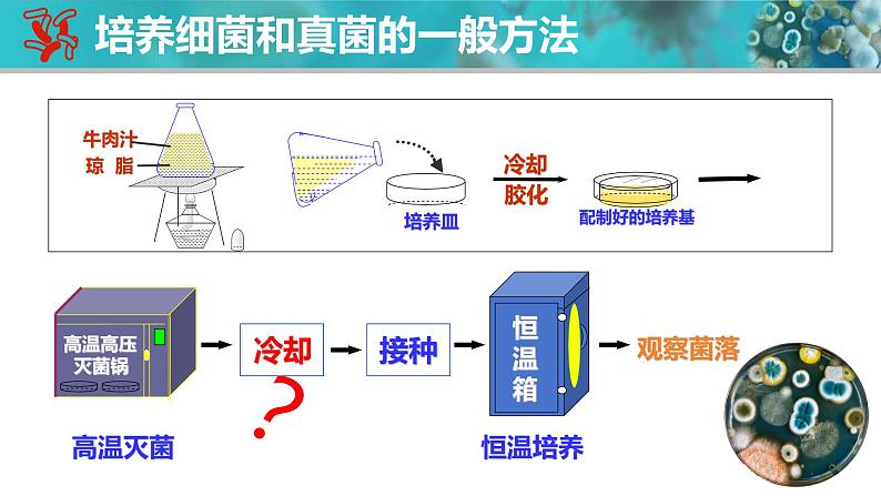 人教版生物七年级上册2.3.1《微生物的分布》课件第7页