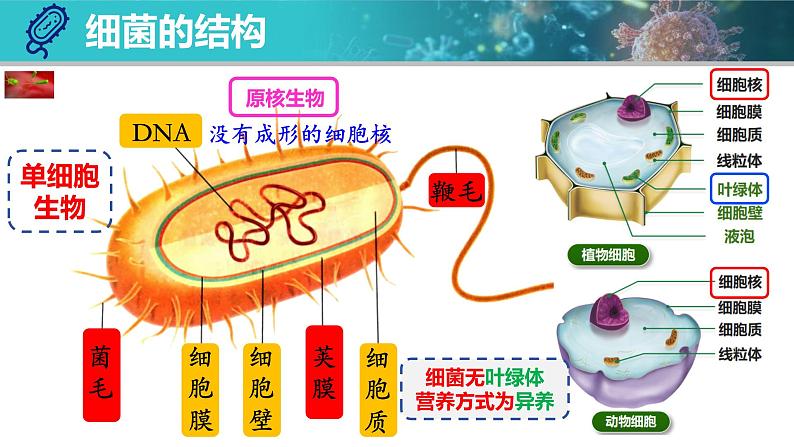 人教版生物七年级上册2.3.2《细菌》第8页