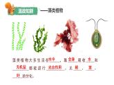 人教版生物七年级上册2.4.1《尝试对生物进行分类》课件