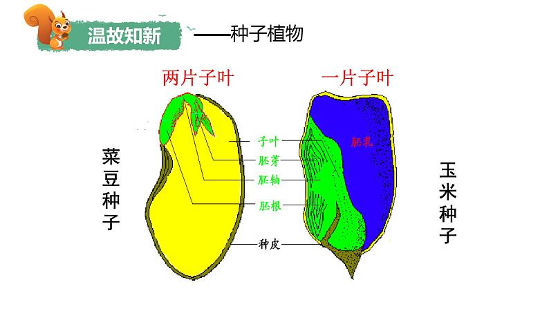 人教版生物七年级上册2.4.1《尝试对生物进行分类》课件第5页