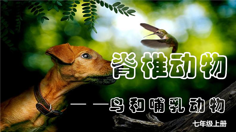 人教版生物七年级上册2-2-2.3《脊椎动物-鸟和哺乳动物》课件第1页