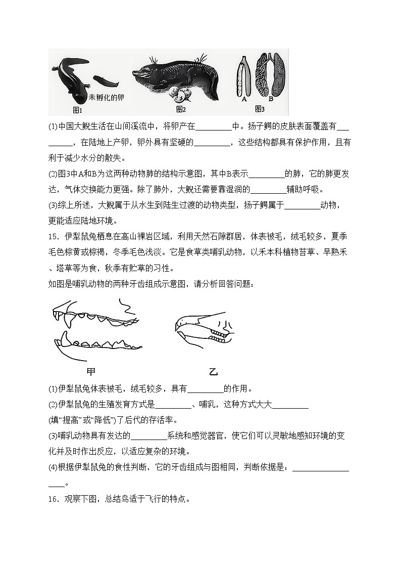 辽宁省铁岭市部分学校2024-2025学年八年级上学期阶段练习生物试卷(含答案)第3页