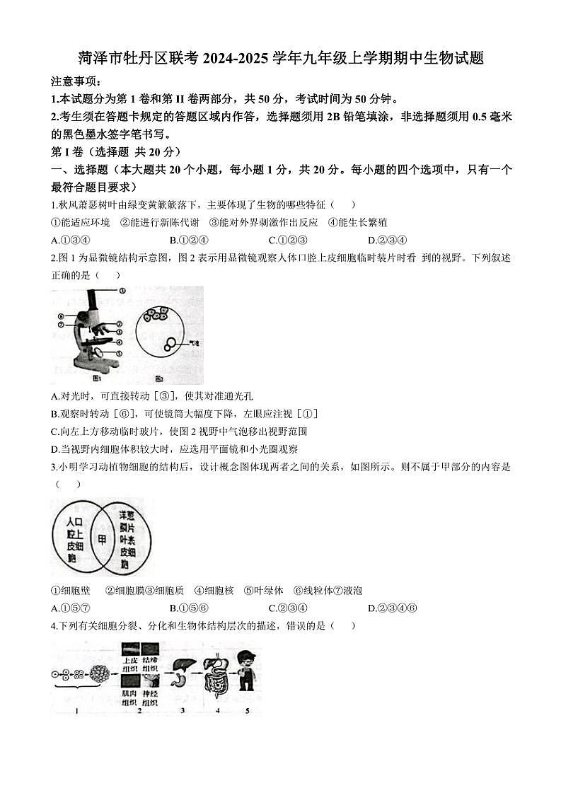 2024～2025学年山东省菏泽市牡丹区联考九年级(上)期中生物试卷(含答案)第1页