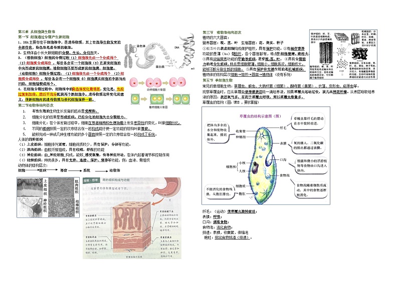 七年级上册生物学期中复习必背知识点（人教版2024新教材）第2页