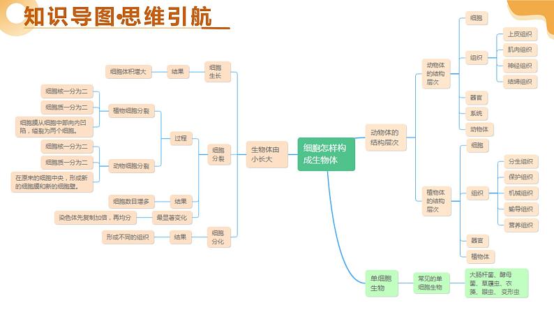 第02讲 生物体的结构层次（精讲课件）-2025年中考生物一轮复习（江苏专用）第4页