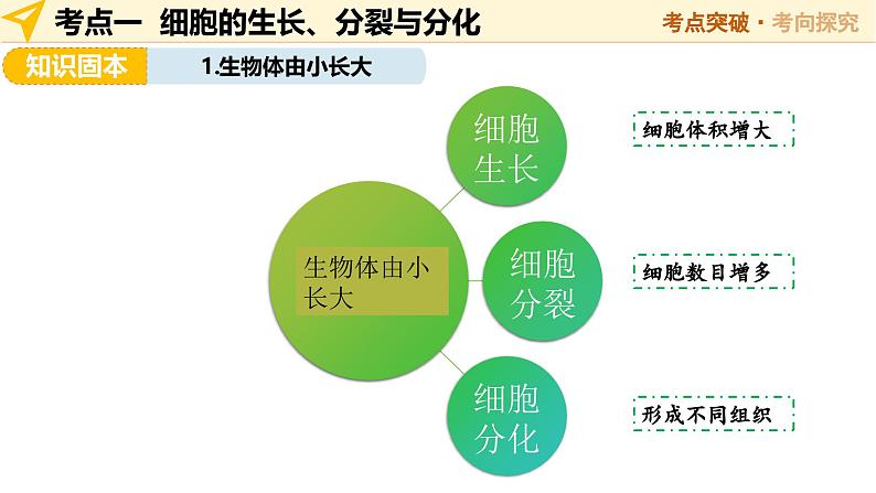 第02讲 生物体的结构层次（精讲课件）-2025年中考生物一轮复习（江苏专用）第6页