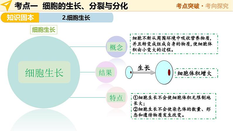 第02讲 生物体的结构层次（精讲课件）-2025年中考生物一轮复习（江苏专用）第7页